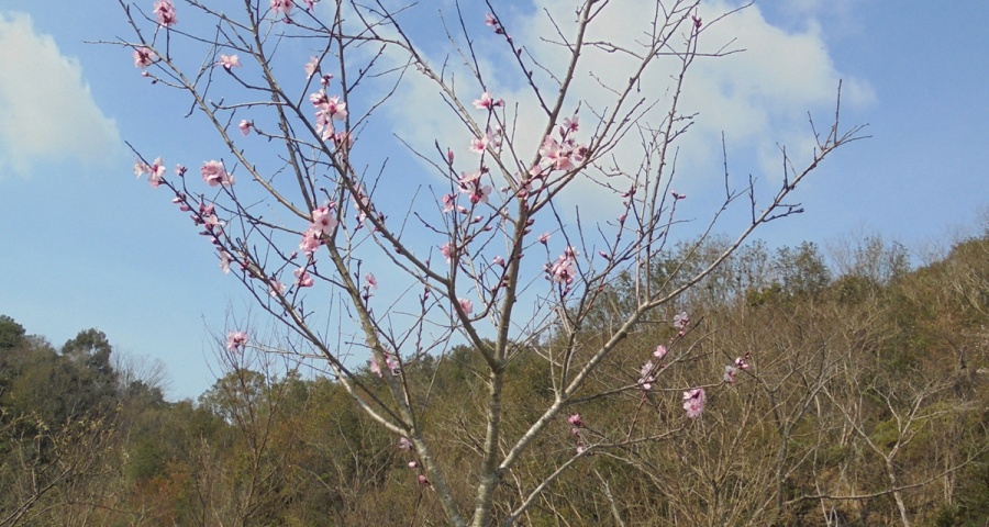 アーモンドの花 | チョコレートの株式会社たにぐち